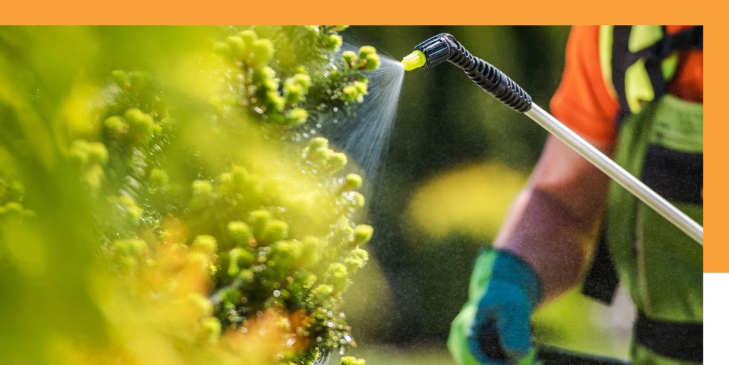 Close-up of a landscaper applying a plant health treatment to ensure vibrant and pest-free growth.